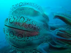 Üzerinde garip işaretler olan denizanası, 25 yıl sonra yeniden görüntülendi