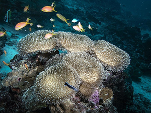İklim değişikliği ve kirlilik, Maldivler'in mercan resiflerini tehdit ediyor