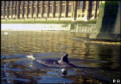 Thames Nehri'nde balina görüldü