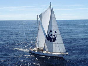 Mavi Panda, Türkiye’ye doğru yola çıktı