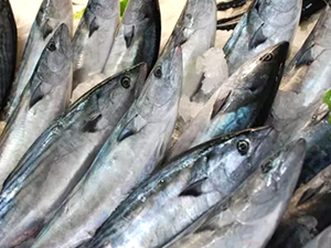 Palamut, balıkçıları umutlandırdı