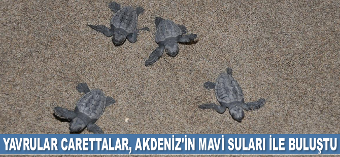Patara Plajı'nda yavrular carettalar, Akdeniz'in mavi suları ile buluşuyor