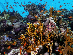 Gizemli hastalık, mercan türlerini tehdit ediyor