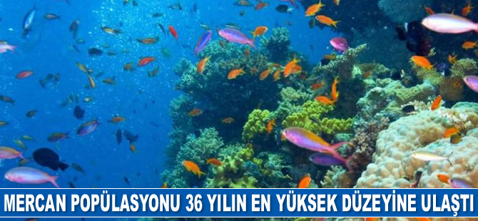 Büyük Set Resifi'nde mercan popülasyonu 36 yılın en yüksek düzeyine ulaştı