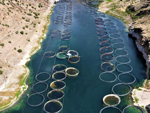 Elazığ, balık ihracatından 29 milyon dolar gelir elde etti