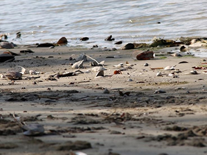 Sırbistan'da kuraklık Tuna Nehri'nde su seviyesinin azalmasına sebep oldu