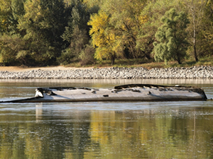Tuna Nehri'ni kuraklık vurdu: 2. Dünya Savaşı'nda batan gemi ortaya çıktı