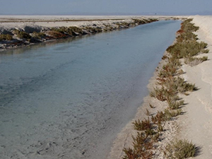 Tuz Gölü'ndeki yavru flamingolar için yapılan çalışmalar devam ediyor
