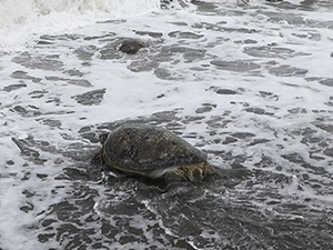 Uydu cihazı takılarak izlenen caretta caretta ‘Esin’, 24 günde Mısır’a ulaştı
