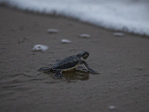Küresel ısınma, besin peşinde olan deniz kaplumbağalarını Marmara'ya yöneltiyor
