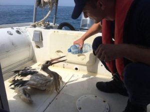 Yaralı leyleğin imdadına Sahil Güvenlik yetişti