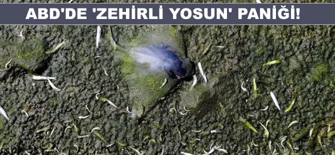 California'da toplu balık ölümleri: Binlercesi kıyıya vurdu