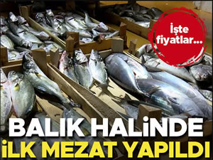 Balık halinde ilk mezat yapıldı! İşte fiyatlar