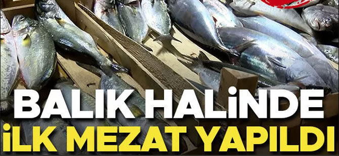 Balık halinde ilk mezat yapıldı! İşte fiyatlar