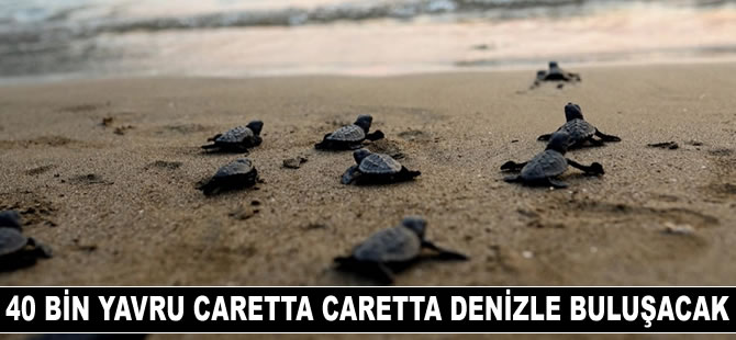 Muğla sahillerinden 40 bin yavru caretta caretta denizle buluşacak