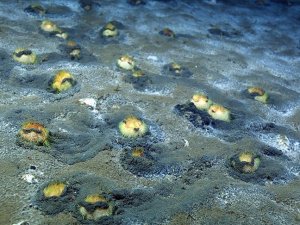 Denizde zemin üstüne çıkan "deniz patatesleri" yaşam savaşı veriyor