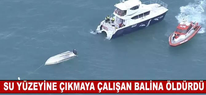 Su yüzeyine çıkmak isteyen balina 5 kişiyi öldürdü! Tekne alabora oldu