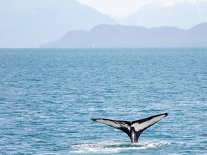 Empire Wind Geliştiricileri Büyük Balinaları Gözlemlemeye Devam Edecek