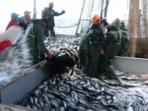 Palamut, balıkçıların yüzünü güldürdü