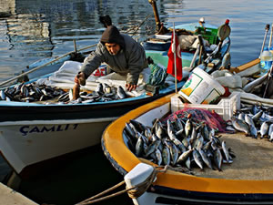 "Balık miktarı geçen 20 yılda yüzde 50 azaldı"