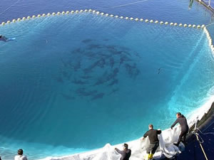 Balıkçılık sektörünün varlıkları 5 yılda 3 katına çıktı