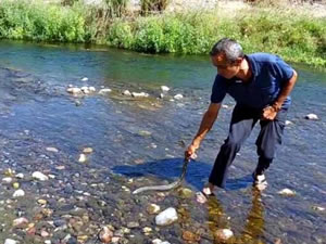Karaçay Deresi'nde ölen balıklar oksijensiz kalmış