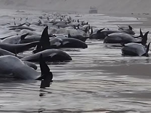 230 balina kıyıya vurdu