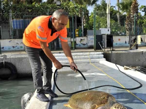 Yaralı carettayı belediye ekibi kurtardı