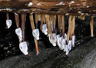 Denizden çıkan ilginç yaratık panik yarattı