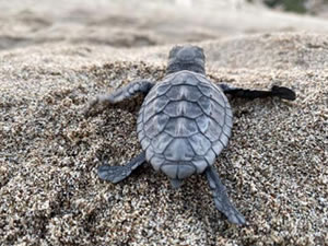 Patara'da 17 bin yavru caretta caretta denizle buluştu