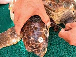 Şamandıra halatına takılan caretta kurtarıldı