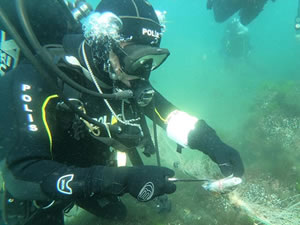 Hayalet ağları toplarken ölmek üzere olan deniz canlılarını kurtardılar