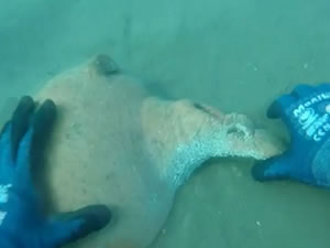 Zıpkınla avlanırken antik küp buldu