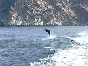 Alanya'da yunuslardan turistlere sürpriz gösteri