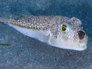 Antalya’da balon balığı avlama yarışması başlıyor