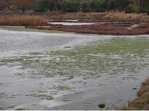 Prof. Dr. Yaşar: İzmir'de tüm zamanların en uzun süreli deniz marulu görülüyor