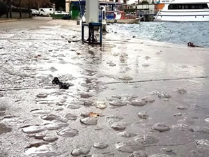 Erdek'te lodos nedeniyle denizanaları sahile vurdu