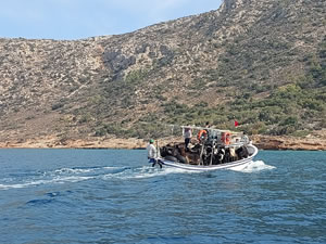 Mersin’de keçileri otlatmak için tekne ile Dana Adası’na götürdüler