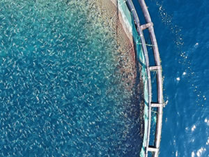 Su ürünleri desteklemesi için üreticiler 23 Aralık'a kadar başvuru yapabilecek