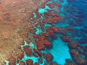Avustralya, Büyük Set Resifi için UNESCO'nun önerdiği "tehlikede" statüsüne karşı çıktı