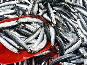 Hamsi bollaştı, fiyatı yarı yarıya düştü