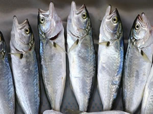 Palamut tezgahta yerini çinekopa bıraktı