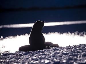 Hazar Denizi kıyısında 2 bin 500 civarında fok ölü bulundu