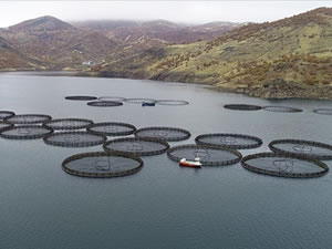 Anadolu'daki barajlarda yetiştirilen alabalıklar 36 ülkeye ihraç ediliyor