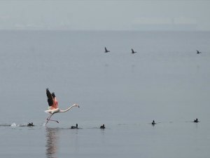 İzmit Körfezi göçmen kuşlara ev sahipliği yapıyor