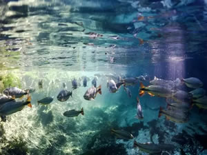 COP 15'te doğayı korumak için 'tarihi' anlaşma