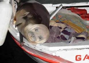 Akdeniz foku Badem, saldırıya uğradı