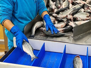 Muğla'nın su ürünleri ihracatı 1 milyar doları geçti