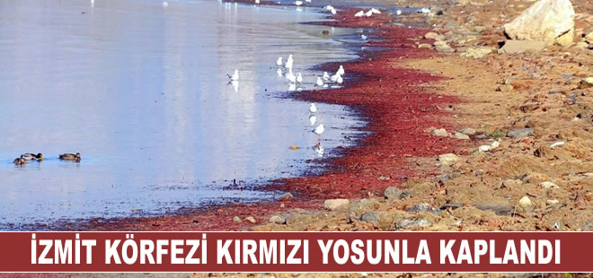 İzmit Körfezi sahil şeridi, kırmızı yosunla kaplandı