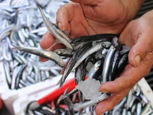 Uzmanından uyarı: "Hamsi avcılığı kontrol altına alınmalı"